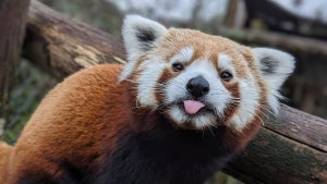 What is red_panda? This image-generating AI surpasses the best on the market, and almost nothing is known about it