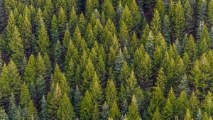 ESA has launched the world’s first satellite that can see through forests: What it means and what it will do