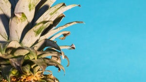 Wi-Fi Pineapple: What it is and how to protect yourself from cyberattacks
